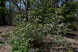 Bitchiu Viburnum (Viburnum bitchiuense) at Stonegate Gardens