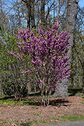 Chinese Redbud (Cercis chinensis) at A Very Successful Garden Center