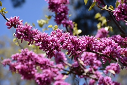 Chinese Redbud (Cercis chinensis) at Lakeshore Garden Centres