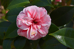 Les Marbury Camellia (Camellia japonica 'Les Marbury') at Lakeshore Garden Centres