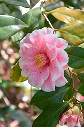 Lady Vansittart Camellia (Camellia japonica 'Lady Vansittart') at Stonegate Gardens