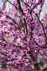 Ace Of Hearts Redbud (Cercis canadensis 'Ace Of Hearts') at Lakeshore Garden Centres