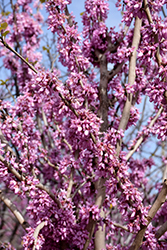 Bubble Gum Redbud (Cercis chinensis 'Bubble Gum') at A Very Successful Garden Center