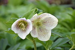 Spring Promise Conny Hellebore (Helleborus 'Spring Promise Conny') at Lakeshore Garden Centres