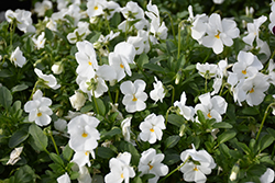 Endurio White Pansy (Viola cornuta 'Endurio White') at Stonegate Gardens