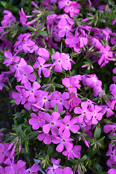 Paparazzi Britney Phlox (Phlox 'PPPHL0604') at A Very Successful Garden Center
