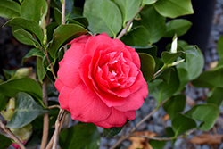 Rose Dawn Camellia (Camellia japonica 'Rose Dawn') at Lakeshore Garden Centres