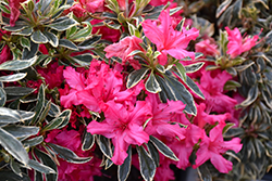 The Robe Azalea (Rhododendron 'The Robe') at A Very Successful Garden Center