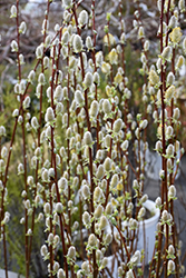Pussy Willow (Salix discolor) at Lakeshore Garden Centres
