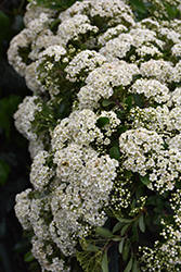 Mohave Firethorn (Pyracantha 'Mohave') at A Very Successful Garden Center