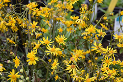 Golden Ragwort (Packera aurea) at A Very Successful Garden Center