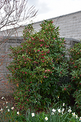 Woodland Ruby Anise Tree (Illicium 'Woodland Ruby') at Lakeshore Garden Centres