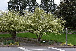 Blackhaw Viburnum (Viburnum prunifolium) at Stonegate Gardens