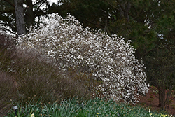 Mohawk Viburnum (Viburnum x burkwoodii 'Mohawk') at Lakeshore Garden Centres