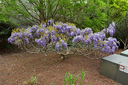Japanese Wisteria (Wisteria japonica) at A Very Successful Garden Center