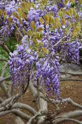 Japanese Wisteria (Wisteria japonica) at A Very Successful Garden Center