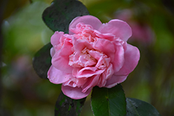 Daybreak Camellia (Camellia japonica 'Daybreak') at A Very Successful Garden Center