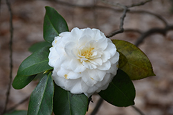 Purity Camellia (Camellia japonica 'Purity') at Stonegate Gardens