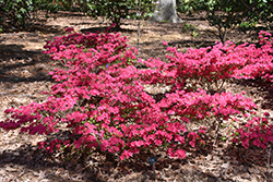 Hinode-giri Azalea (Rhododendron 'Hinode-giri') at A Very Successful Garden Center