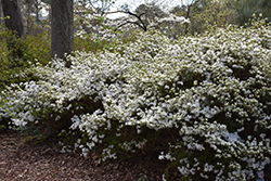 Snow Azalea (Rhododendron 'Snow') at A Very Successful Garden Center
