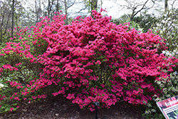 Hinode-giri Azalea (Rhododendron 'Hinode-giri') at A Very Successful Garden Center