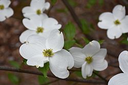 Jean's Appalachian Snow Flowering Dogwood (Cornus florida 'Jean's Appalachian Snow') at Stonegate Gardens