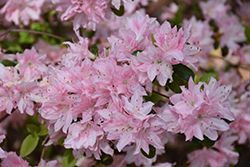 Pink Pearl Azalea (Rhododendron 'Pink Pearl') at Stonegate Gardens