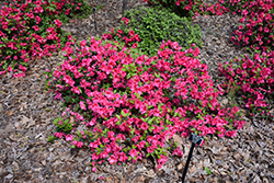 Red Ruffles Azalea (Rhododendron 'Red Ruffles') at A Very Successful Garden Center