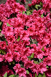 Red Ruffles Azalea (Rhododendron 'Red Ruffles') at Stonegate Gardens
