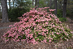 Gloria Azalea (Rhododendron 'Gloria') at Stonegate Gardens