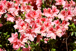 Gloria Azalea (Rhododendron 'Gloria') at A Very Successful Garden Center