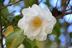 Victory White Camellia (Camellia japonica 'Victory White') at A Very Successful Garden Center