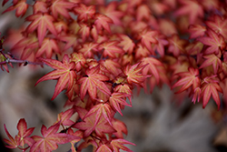 Corallinum Japanese Maple (Acer palmatum 'Corallinum') at Stonegate Gardens