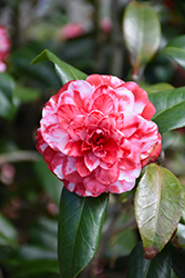 Tudor Baby Variegated Camellia (Camellia japonica 'Tudor Baby Variegated') at Lakeshore Garden Centres