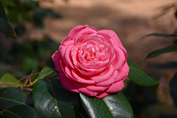 Japanese Camellia (Camellia japonica) at A Very Successful Garden Center