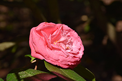 Masterpiece Pink Camellia (Camellia japonica 'Masterpiece Pink') at Lakeshore Garden Centres