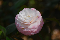 Grace Albritton Flair Camellia (Camellia japonica 'Grace Albritton Flair') at Stonegate Gardens