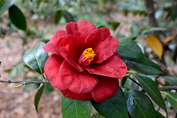 Royal Velvet Camellia (Camellia japonica 'Royal Velvet') at Lakeshore Garden Centres