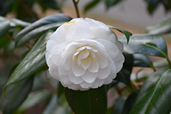 Margie Camellia (Camellia japonica 'Margie') at A Very Successful Garden Center
