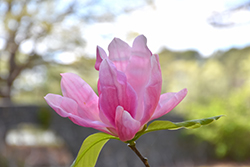 Daybreak Magnolia (Magnolia 'Daybreak') at A Very Successful Garden Center