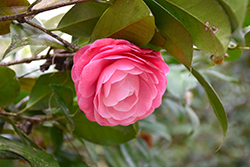 Nuccio's Cameo Camellia (Camellia japonica 'Nuccio's Cameo') at A Very Successful Garden Center