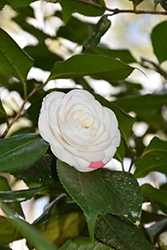 Mathotiana Alba Camellia (Camellia japonica 'Mathotiana Alba') at Lakeshore Garden Centres
