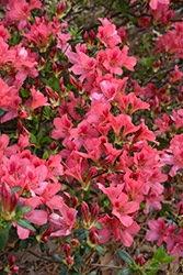 Duc de Rohan Azalea (Rhododendron 'Duc de Rohan') at Stonegate Gardens