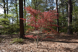 Hubb's Red Willow Japanese Maple (Acer palmatum 'Hubb's Red Willow') at Stonegate Gardens