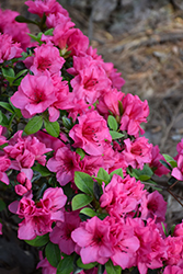 Rosy Frills Azalea (Rhododendron 'Rosy Frills') at A Very Successful Garden Center
