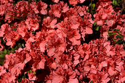 Dorothy Gish Azalea (Rhododendron 'Dorothy Gish') at Stonegate Gardens