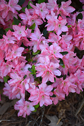 Hampton Beauty Azalea (Rhododendron 'Hampton Beauty') at A Very Successful Garden Center