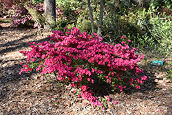 Girard's Fuchsia Evergreen Azalea (Rhododendron 'Girard's Fuchsia') at Stonegate Gardens