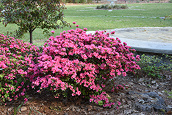 Rosy Frills Azalea (Rhododendron 'Rosy Frills') at A Very Successful Garden Center