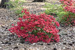 Girard's Crimson Azalea (Rhododendron 'Girard's Crimson') at Stonegate Gardens